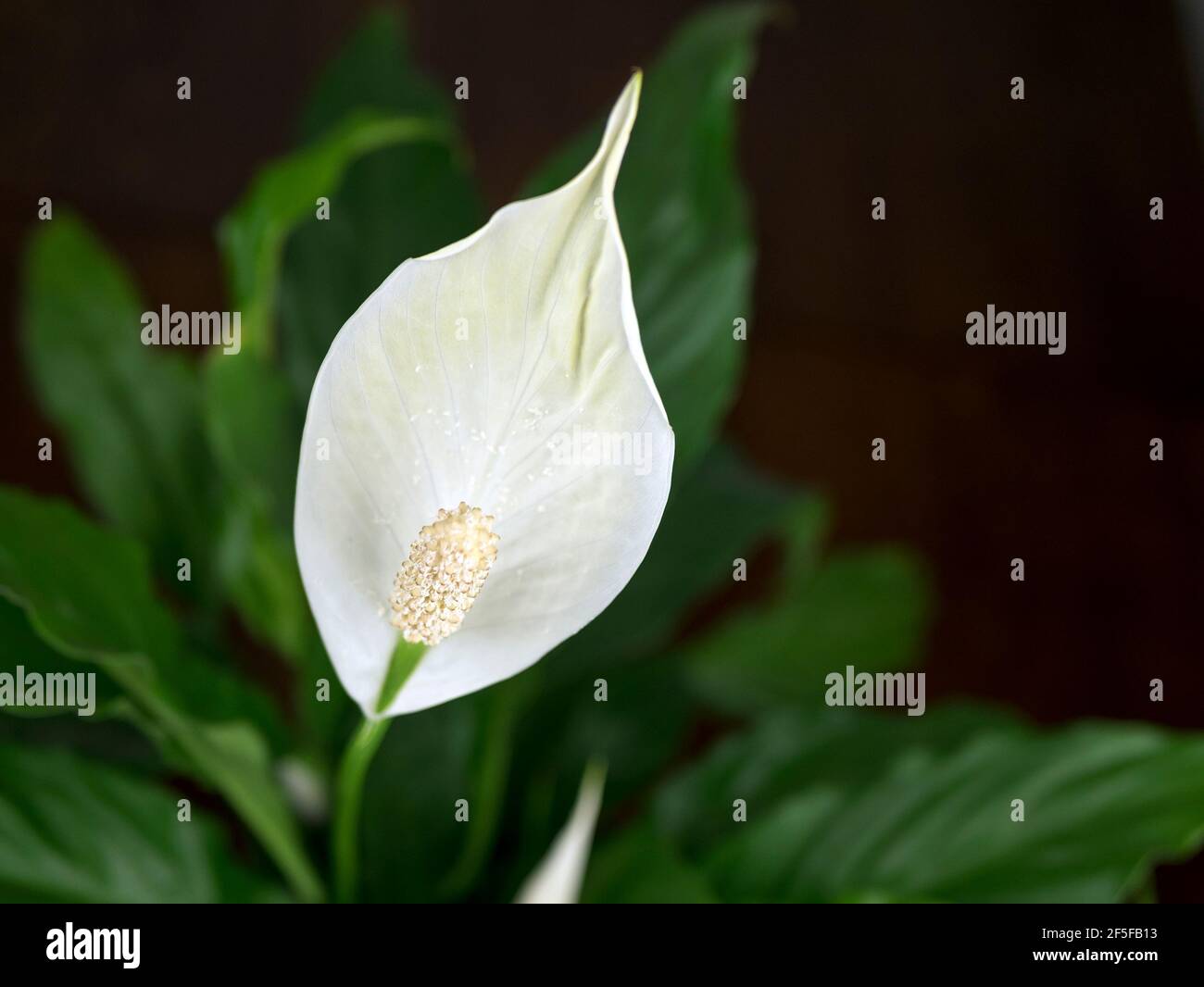 White Anthurium andreanum in bloom. Tropical house plant in green leafy background Stock Photo