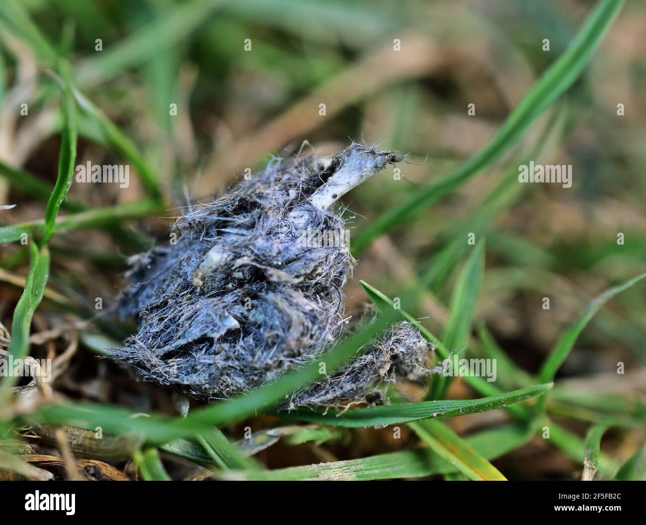 Owl pellett from little owl (Athene noctua) in the grass Stock Photo