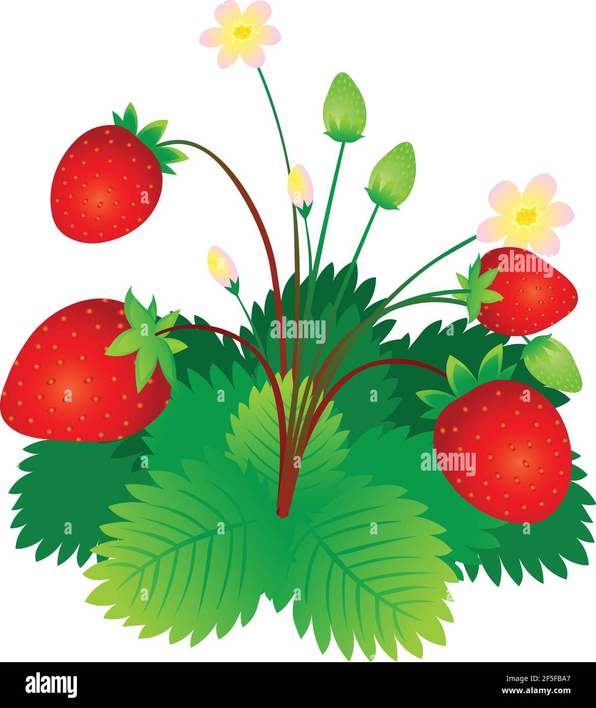 Strawberry Plant fruits and flower vector illustration Stock Vector