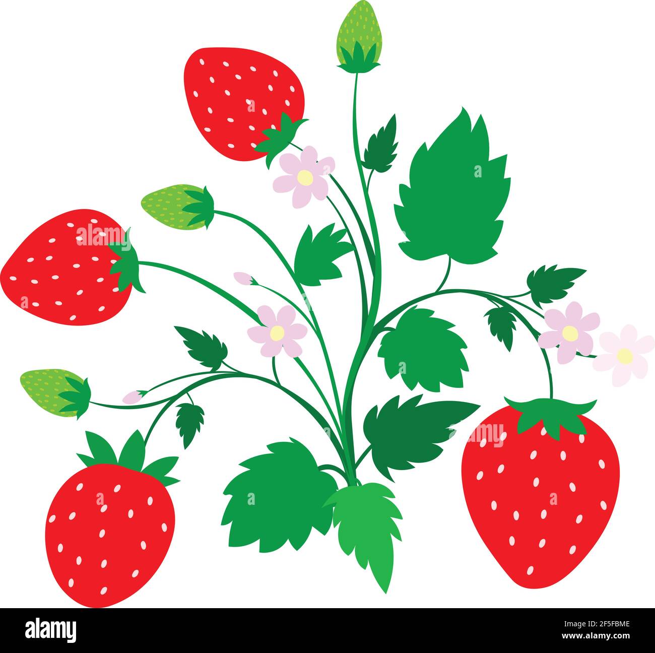 Strawberry plants straw Stock Vector Images Alamy