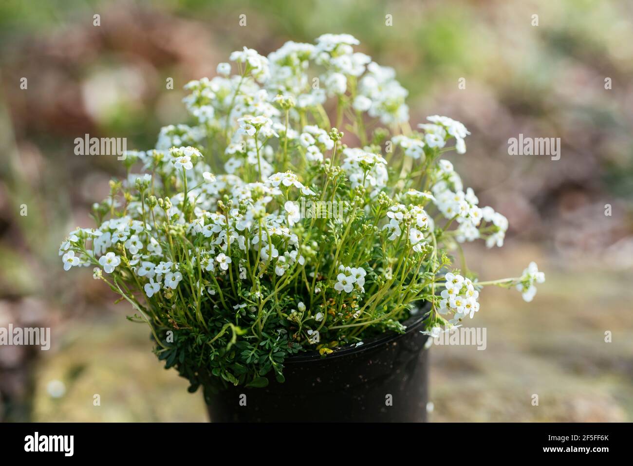 Chamois Cress (Hornungia alpina) Stock Photo