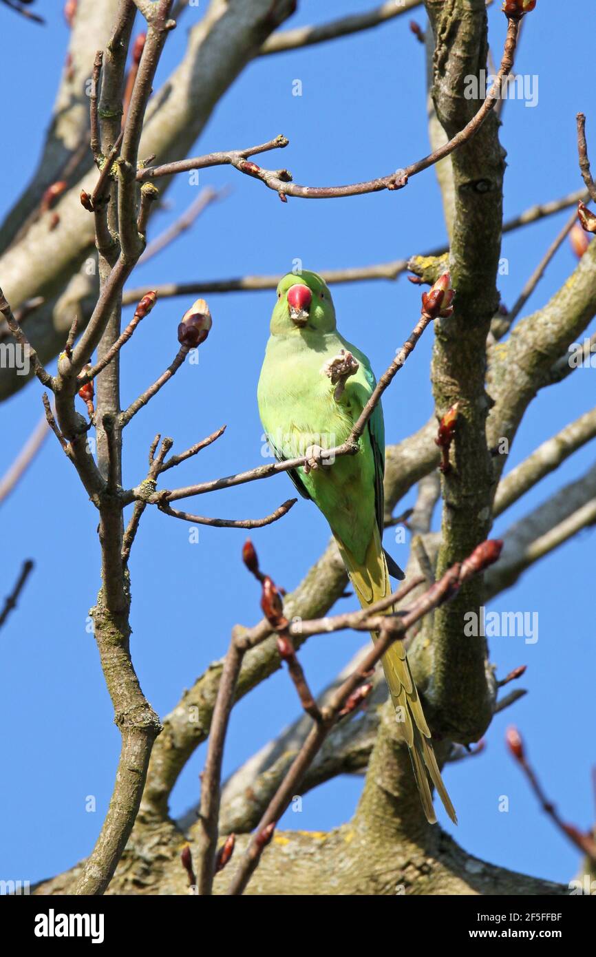 Rose-ringed (aka Ring-necked) parakeet (Psittacula krameri) eating chestnut buds, Hurst Park, East Molesey, Surrey, England, Great Britain, UK, Europe Stock Photo