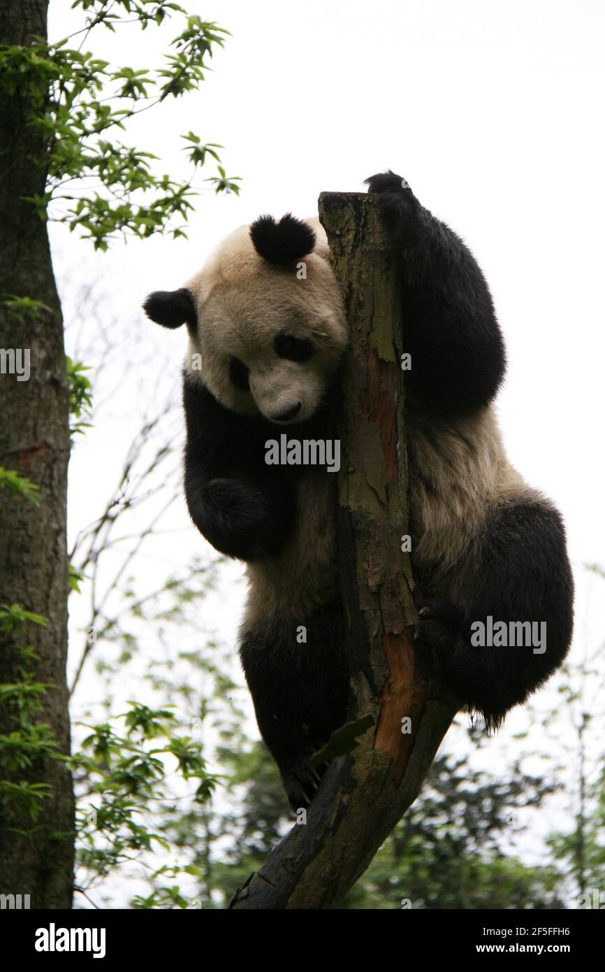 giant panda bear in sichuan (china) Stock Photo