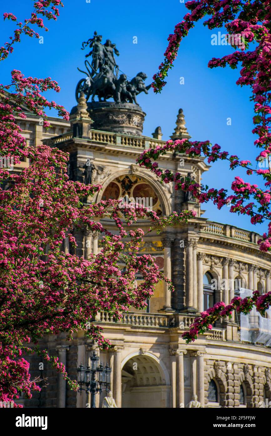17 May 2019 Dresden, Germany - Dresden Semper Opera theatre (Semperoper), front view in spring. Blooming branches on foreground. Stock Photo