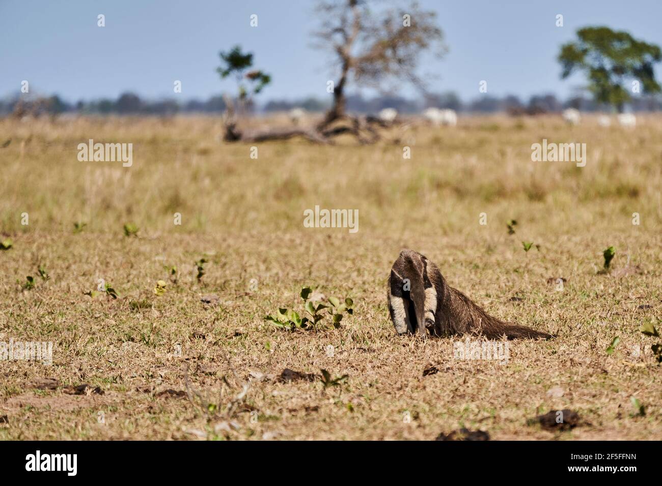 giant anteater walking over a meadow of a farm in the southern Pantanal. Myrmecophaga tridactyla, also ant bear, is an insectivorous mammal native to Stock Photo