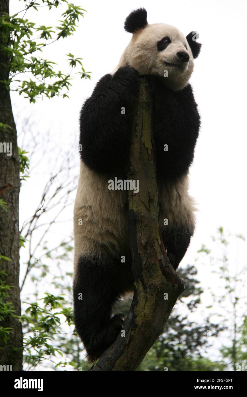 giant panda bear in sichuan (china) Stock Photo