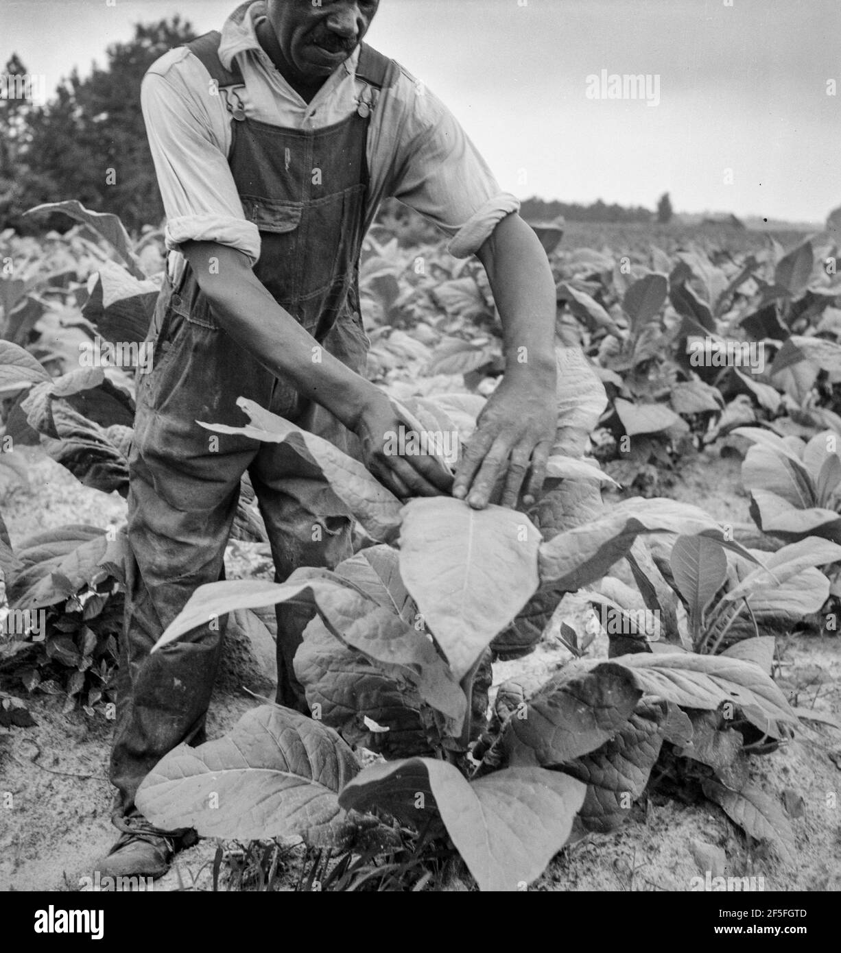 topping tobacco Negro tenant topping tobacco. Person County, North Carolina. July 1939.  Photograph by Dorothea Lange Stock Photo