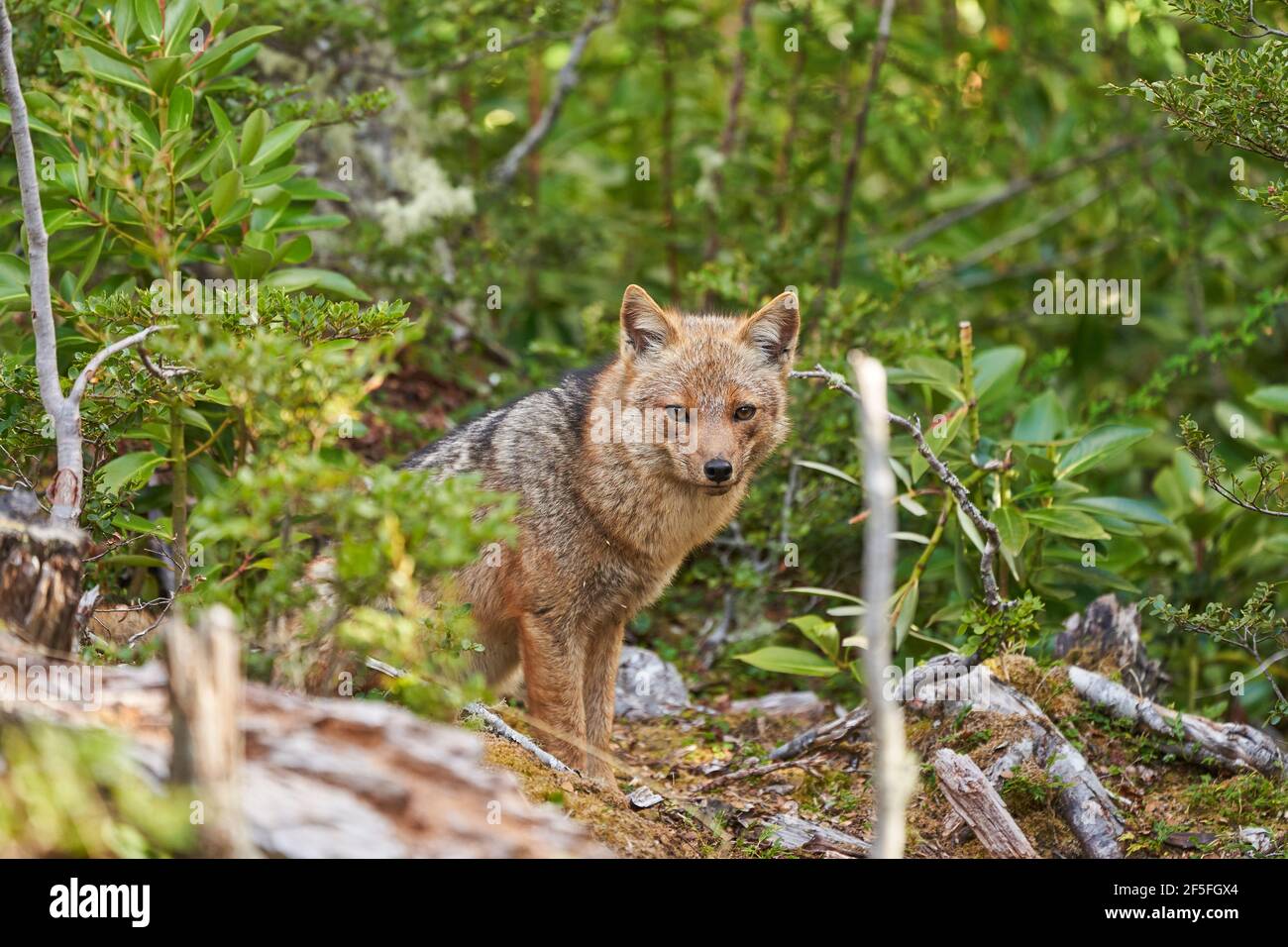 Lycalopex griseus, patagonian fox can be found on tierra del fuego, Patagonia, south america 16 Stock Photo