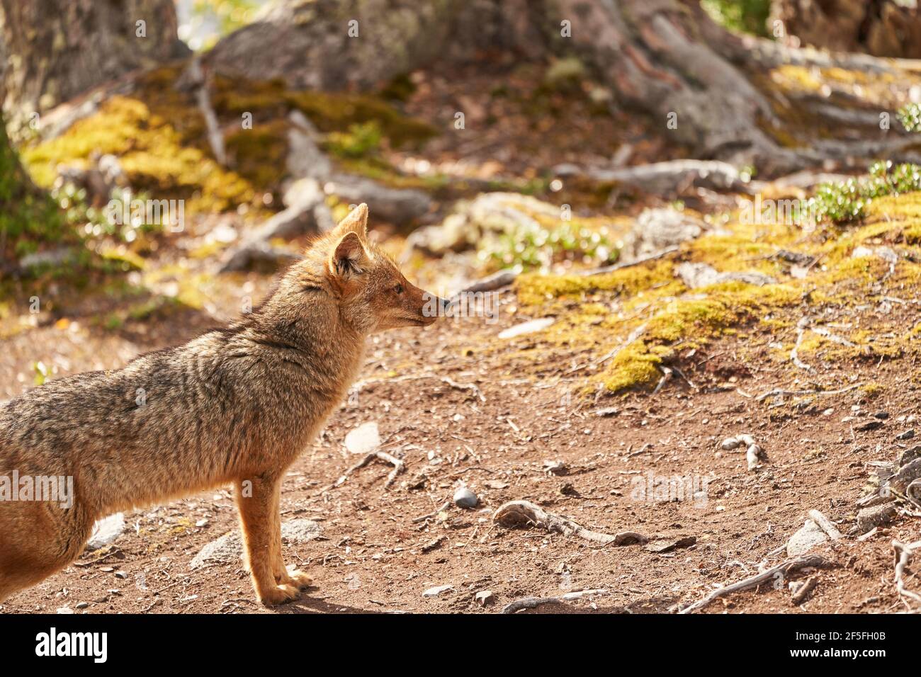 Lycalopex griseus, patagonian fox can be found on tierra del fuego, Patagonia, south america Stock Photo