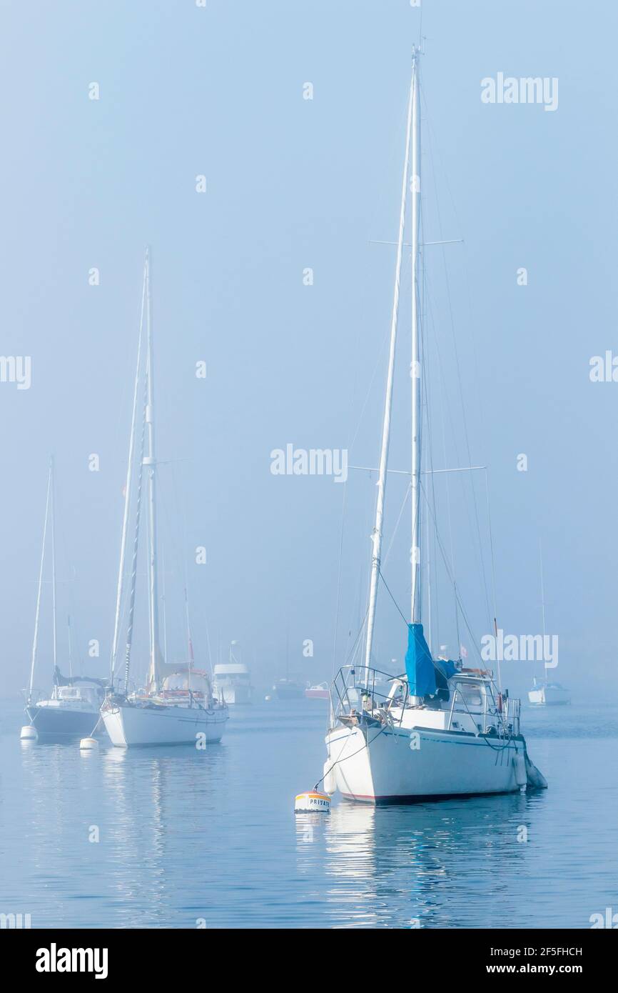 Three sailboats in a row are tied to mooring buoys with many more boats beyond, only partly visible in the thick fog on a bright October day. Stock Photo