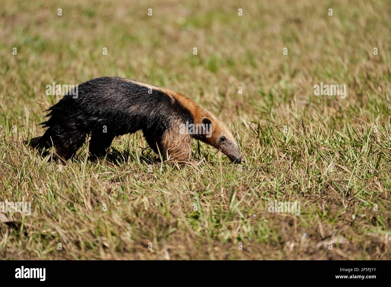 southern tamandua, Tamandua tetradactyla, also collared anteater or lesser anteater, is a species of anteater from South America, foraging on a meadow Stock Photo