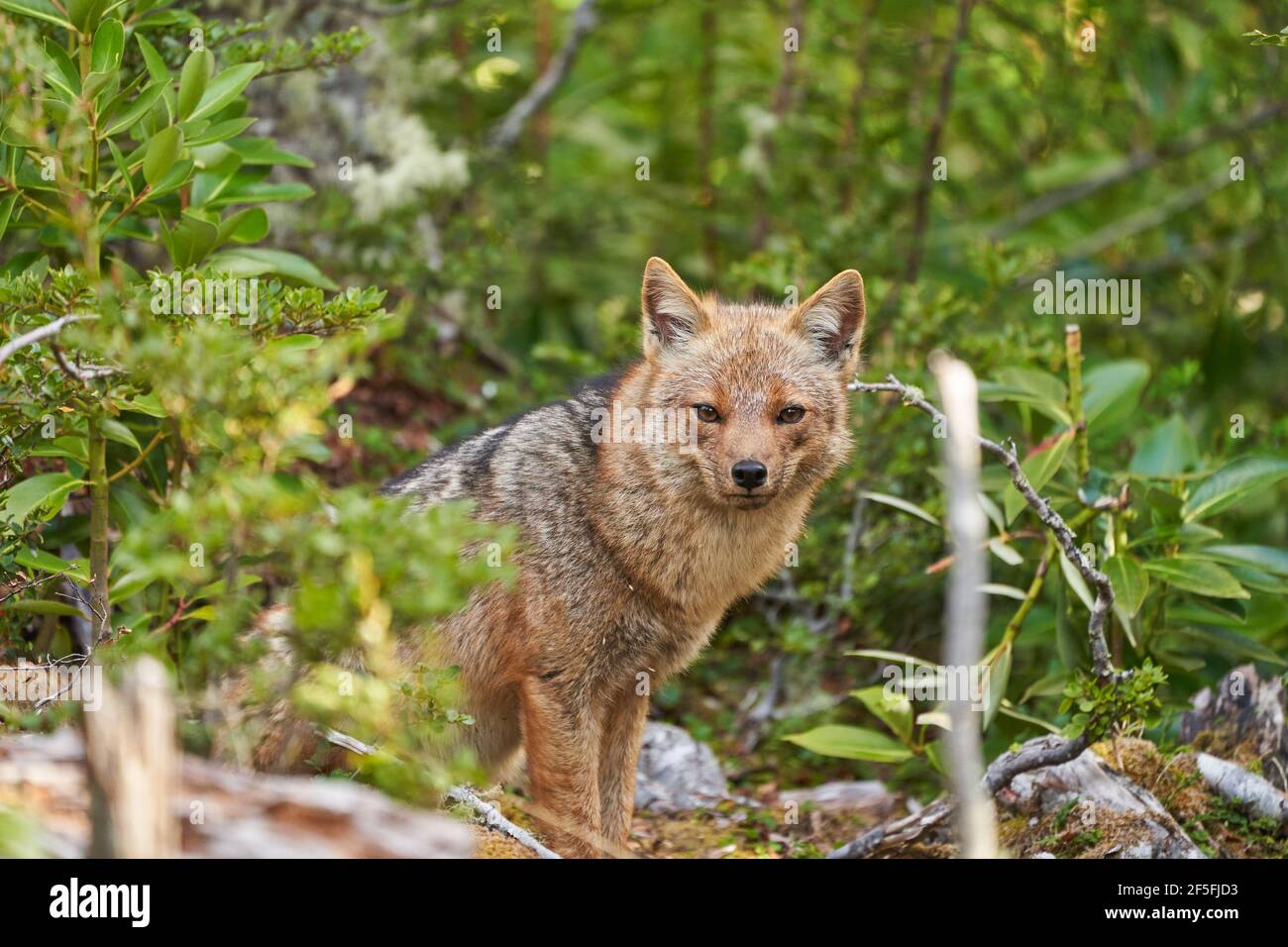 Lycalopex griseus, patagonian fox can be found on tierra del fuego, Patagonia, south america 17 Stock Photo