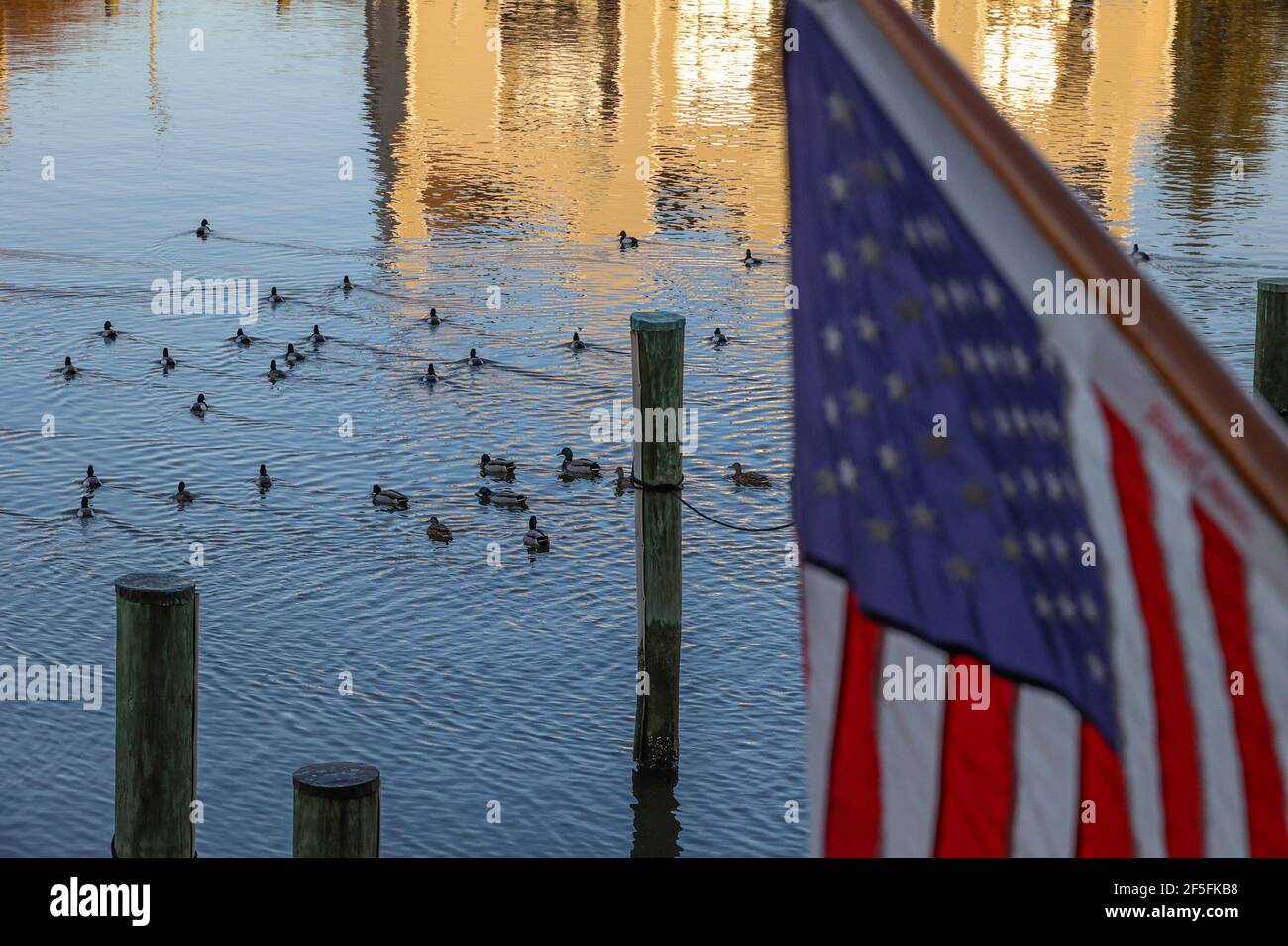 Ducks Swimming in a Reflecting Creek Stock Photo