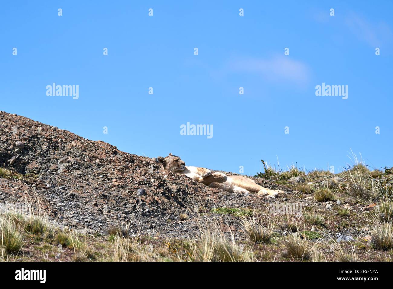 Puma concolor, cougar or mountain lion is a large wild cat of the subfamily Felinae. Lying on a ridge of the andean montains in Torres del Paine natio Stock Photo