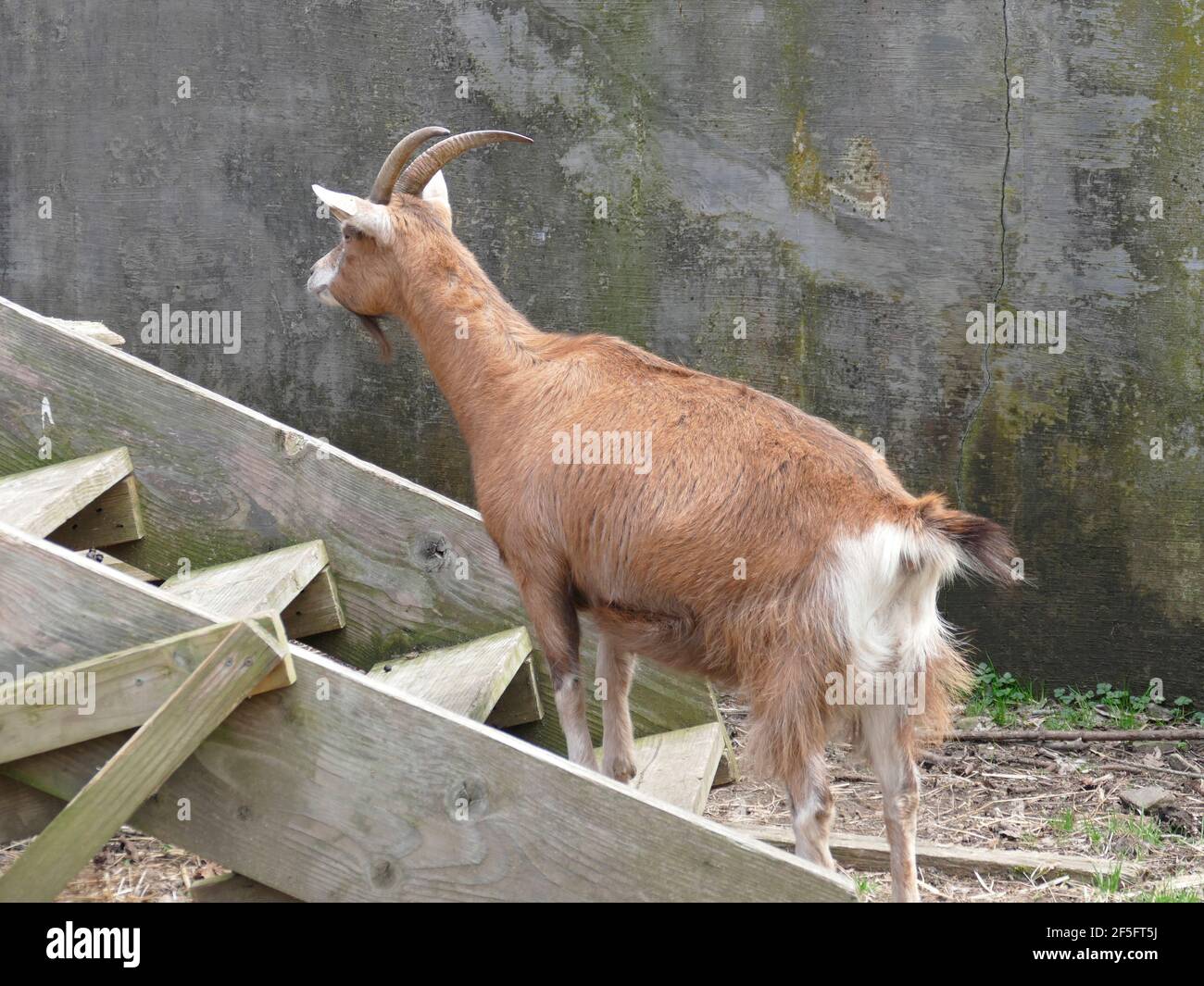 Brown Goat with Horns With its Hooves on the Steps Stock Photo Alamy