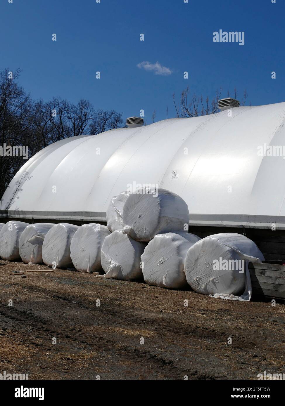 Barrels of Hay Wrapped up in Plastic on a Farm Stock Photo Alamy