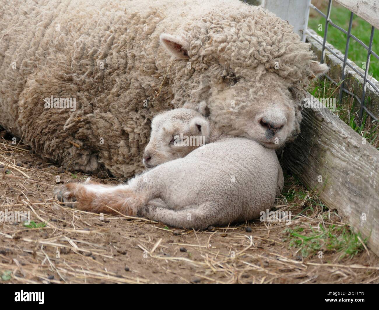 The Sweetest Photograph of a Mother Sheep Showing Affection and Love to