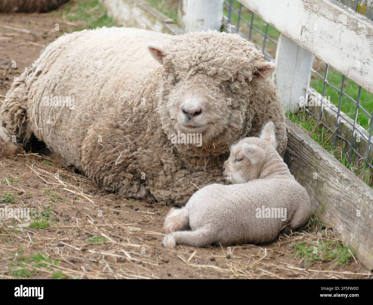 The Sweetest Photograph of a Mother Sheep Showing Affection and Love to