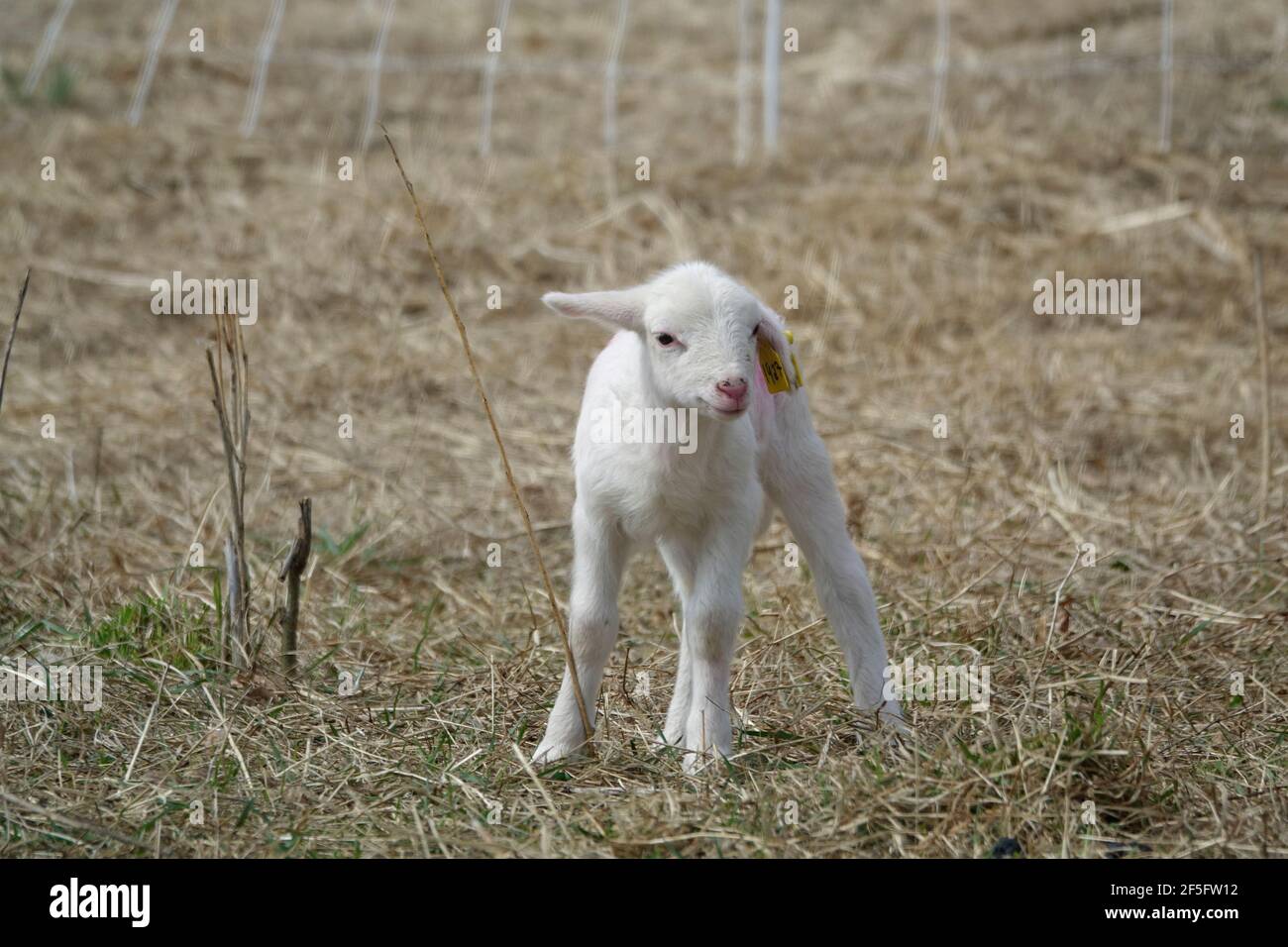 93％以上節約 DimMoire BABY SHEEPファーパーカー White 羊 ilam.org