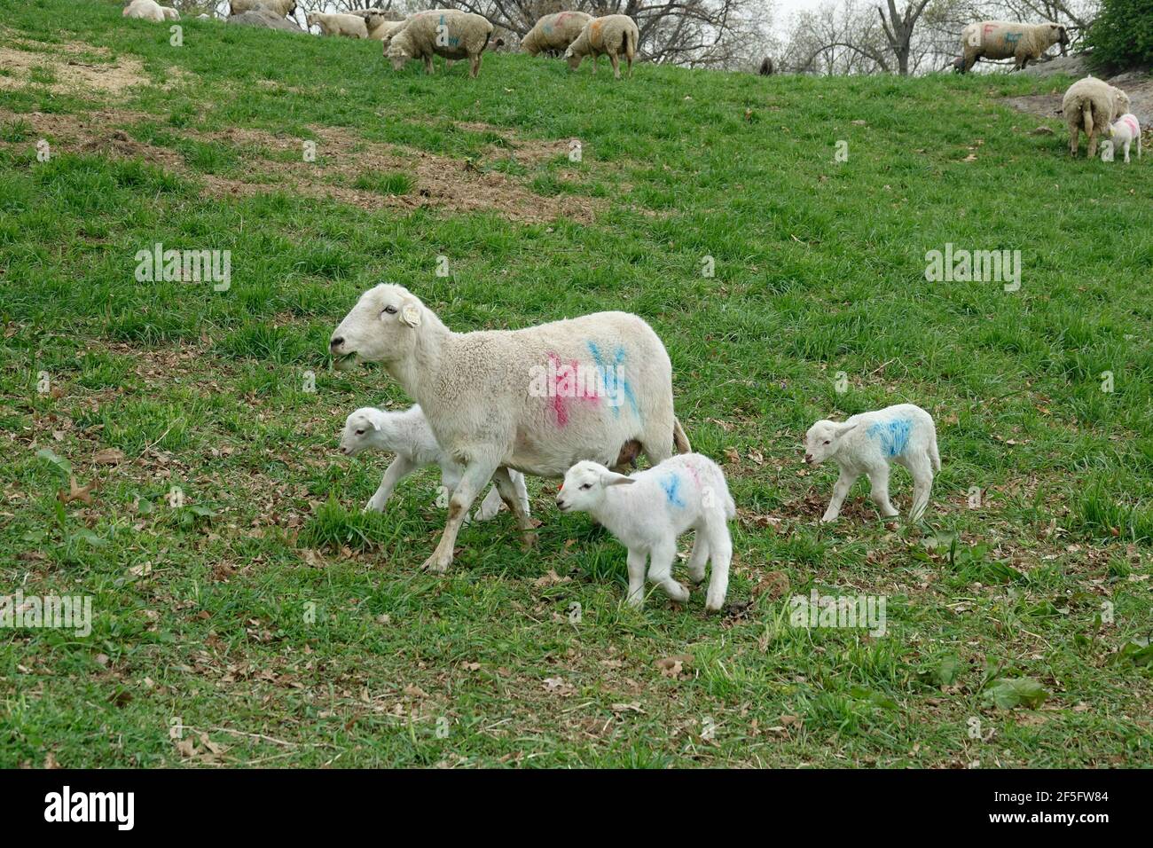 Mother Sheep with Her Baby Lambs Walk Together on Green Pastures Stock Photo