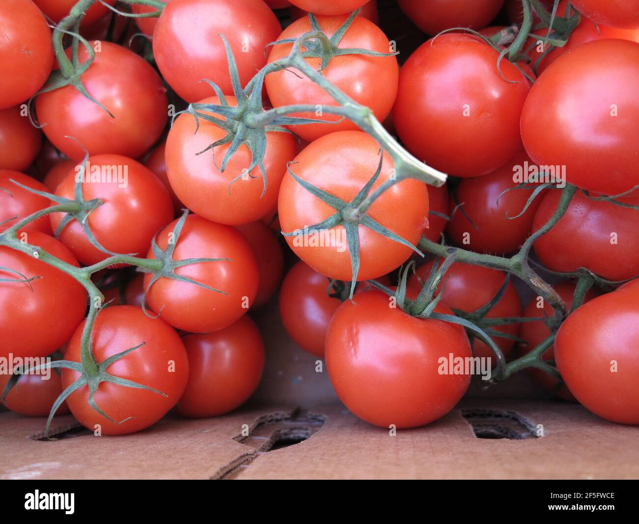 A Bunch of Red Juicy and Ripe Tomatoes on a Vine Stock Photo - Alamy