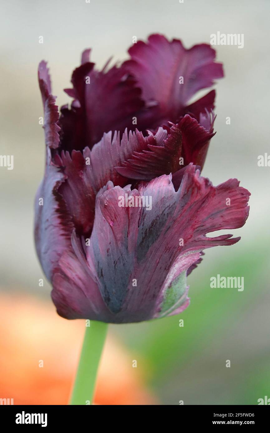 One Dark Purple Colored Parrot Tulip with Fringed Petals Stock Photo