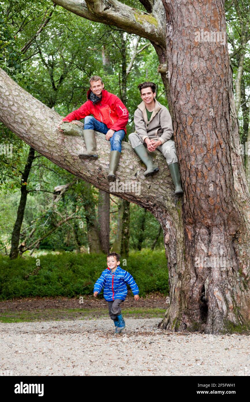 Two brothers up a Scots Pine tree while a four year old boy runs beneath - On an island in Loch Lomond, Argyll & Bute, Scotland UK Stock Photo