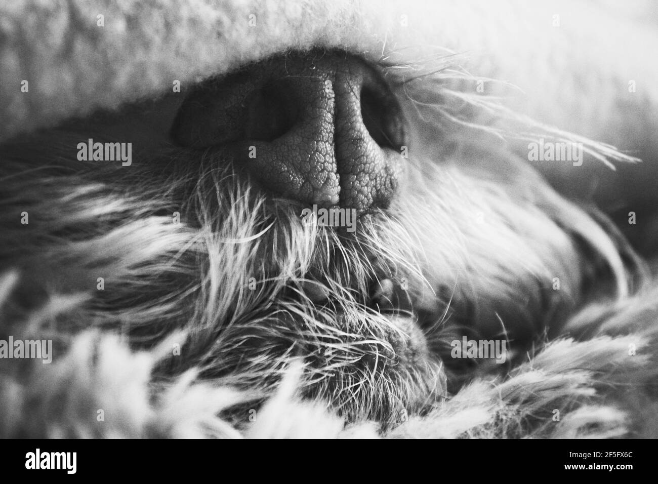 artsy monochrome close up of a cute dog Stock Photo
