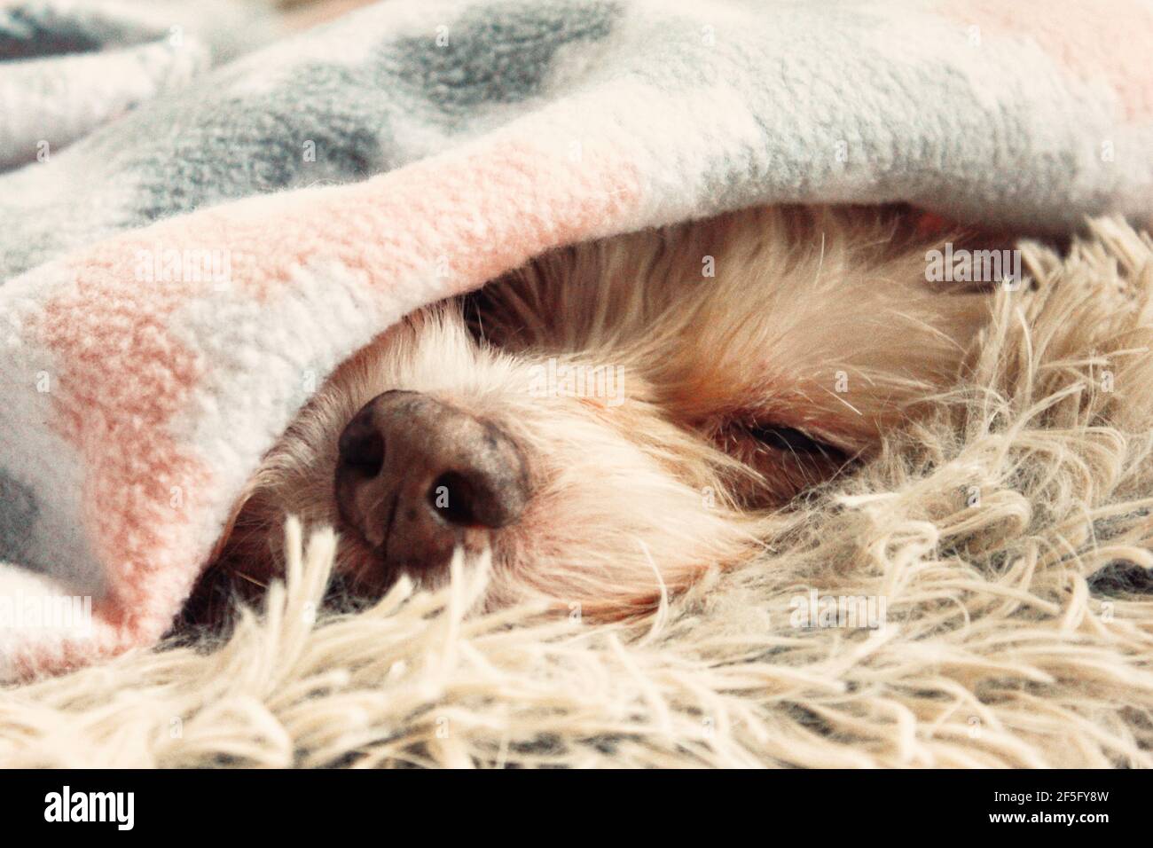 Close up of a sleeping dog Stock Photo