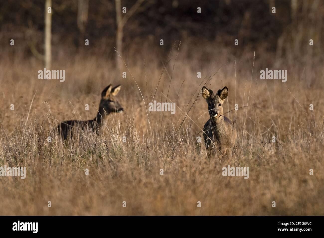 Female roe deer hi-res stock photography and images - Alamy