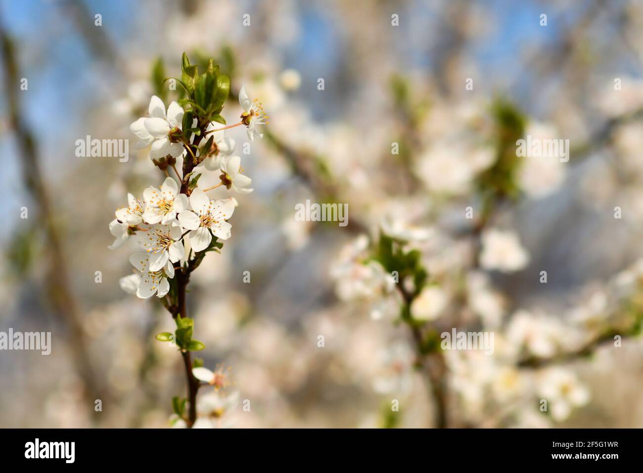 Branch of European white cherry blossom flowers on tree in early spring on blurry background Stock Photo