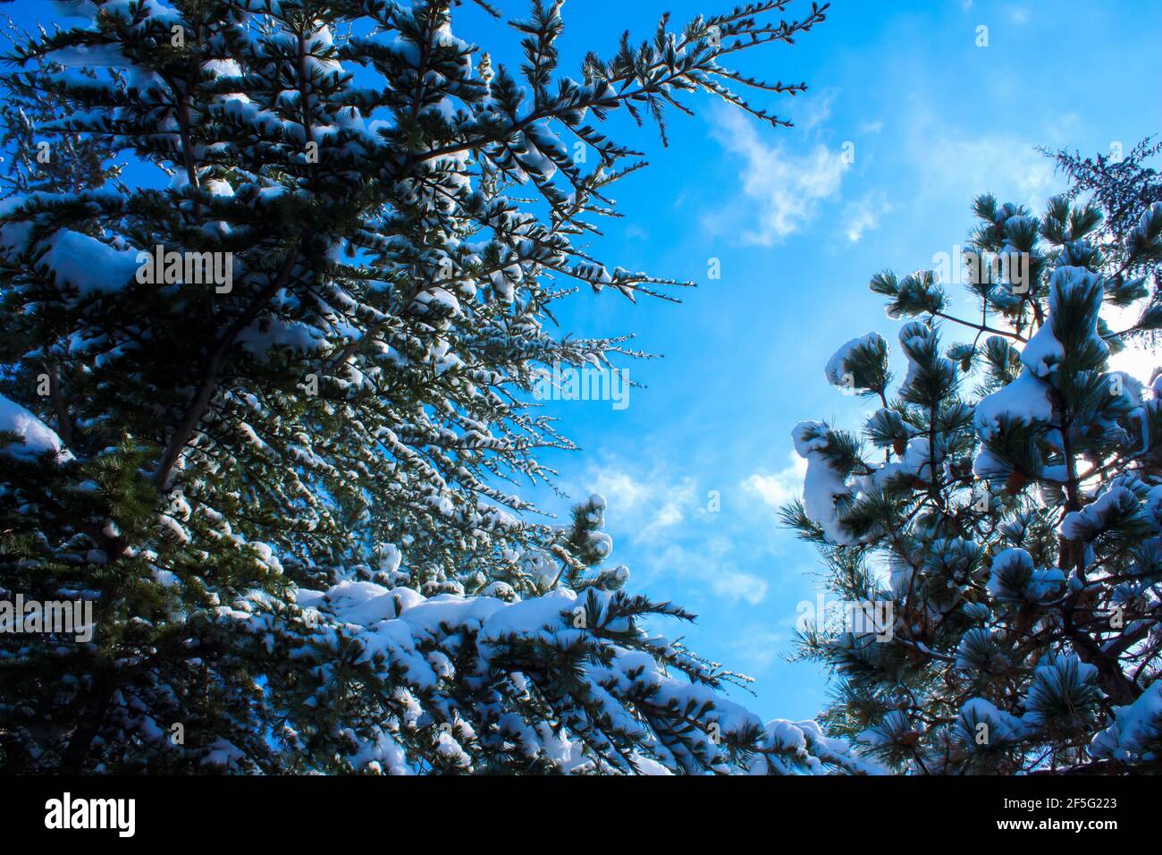 Snowy pine trees in the forest. Winter landscape. Snow covered pine ...