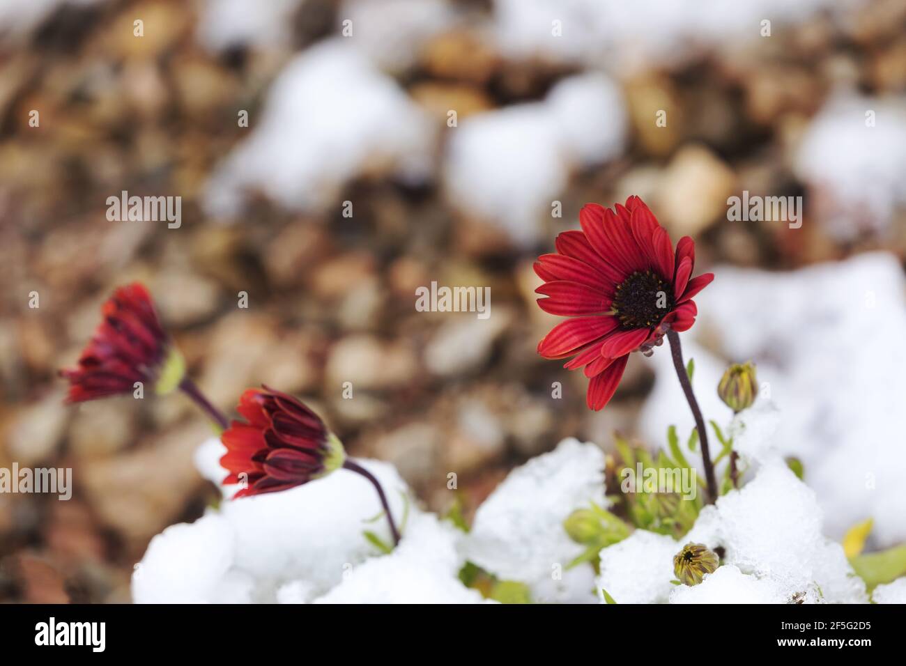 After surprising March snowfall in the desert in Tucson, Arizona, melting snow drips from