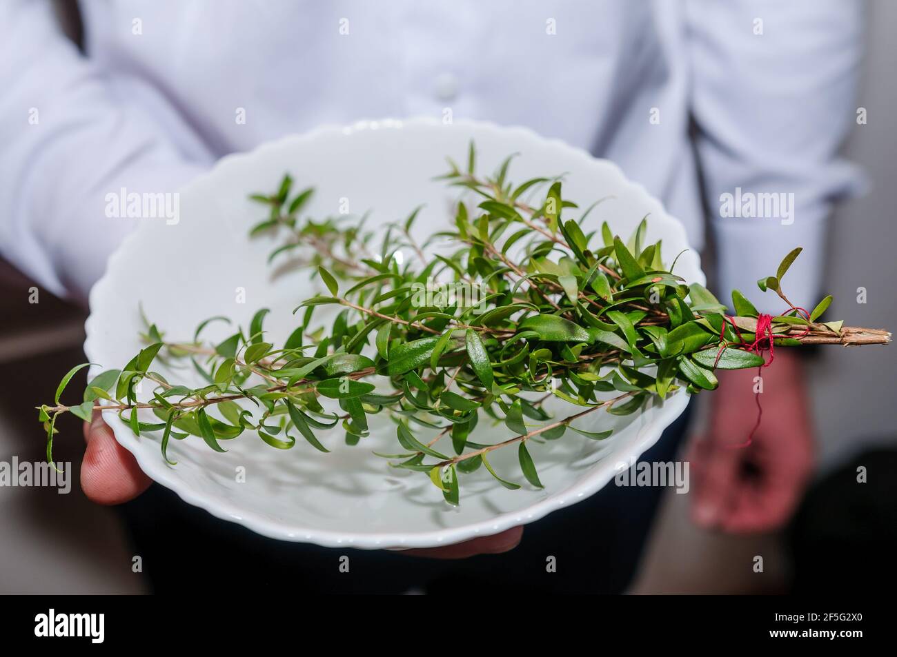 Myrtle branches on a white plate in hands Stock Photo