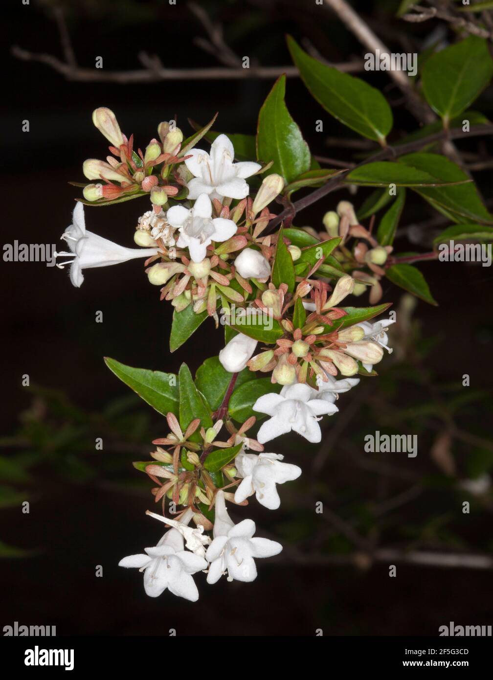 Cluster of white perfumed flowers, buds and green leaves of deciduous garden shrub, Abelia x grandiflora on dark background Stock Photo