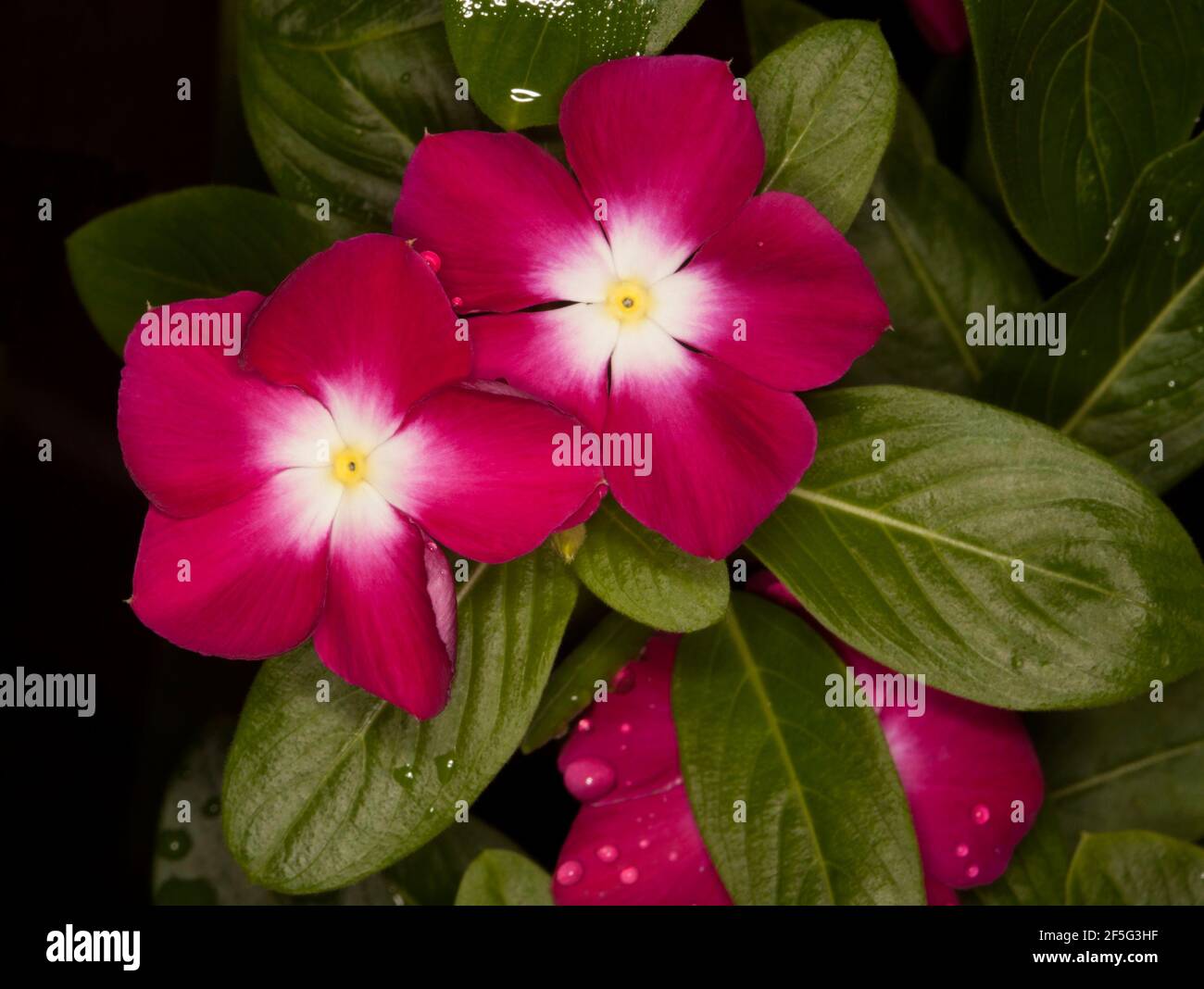 Deep red flowers with white centres of Catharanthus roseus, Vinca, drought tolerant perennial garden plant, on background of emerald green foliage Stock Photo