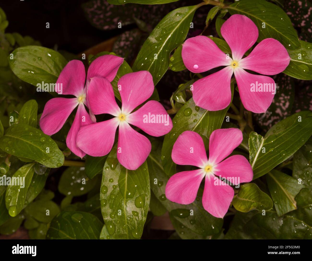 Bright pink flowers with white centres of Catharanthus roseus, Vinca, drought tolerant perennial garden plant, on background of emerald green foliage Stock Photo
