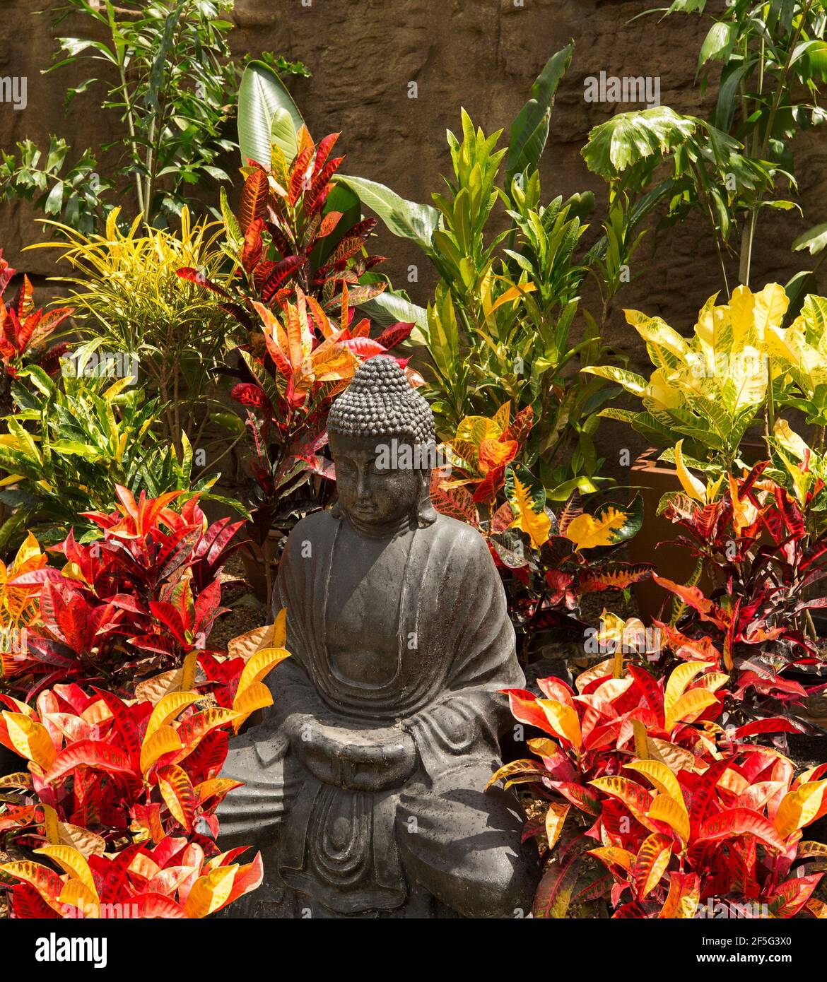 Crotons, Codiaeum variegatum cultivars, shrubs with bright red, green and yellow variegated foliage, surrounding a garden statue of Buddha Stock Photo