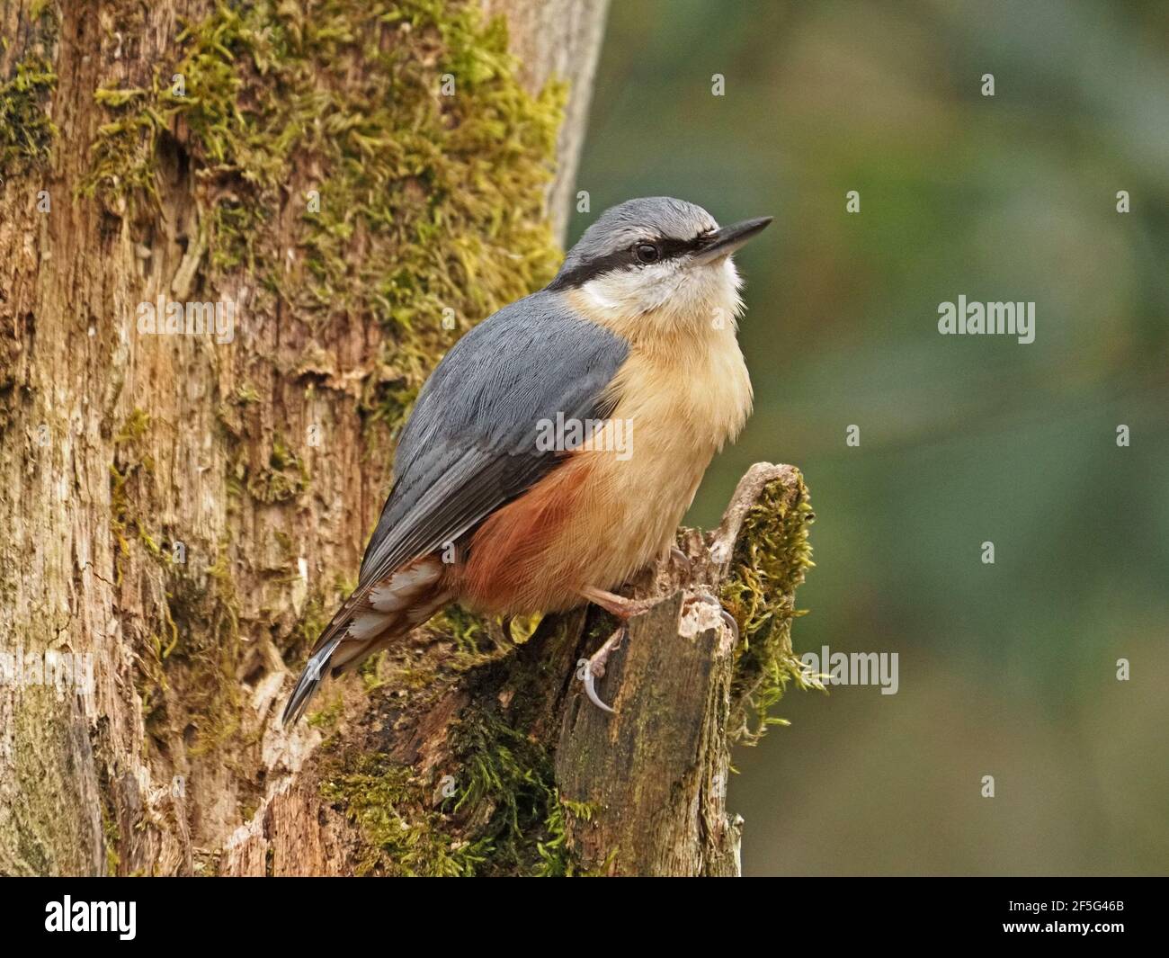 beautiful male Eurasian nuthatch or Wood Nuthatch (Sitta europaea) with sharp beak & good feather detail perched on tree stump in Cumbria, England, UK Stock Photo