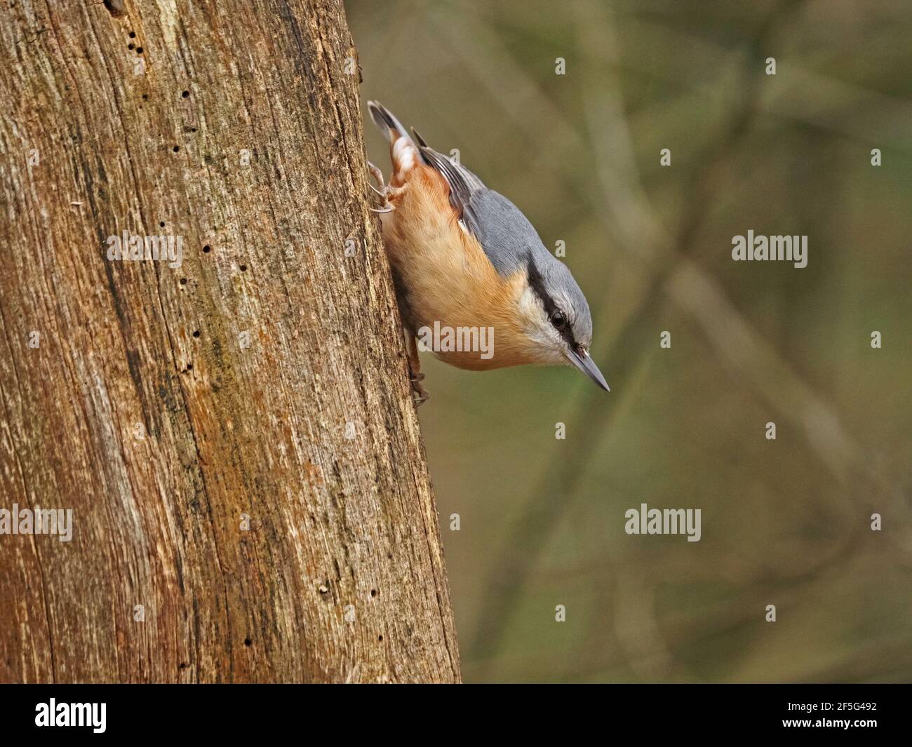 beautiful male Eurasian nuthatch or Wood Nuthatch (Sitta europaea) with sharp beak & good feather detail perched on tree stump in Cumbria, England, UK Stock Photo