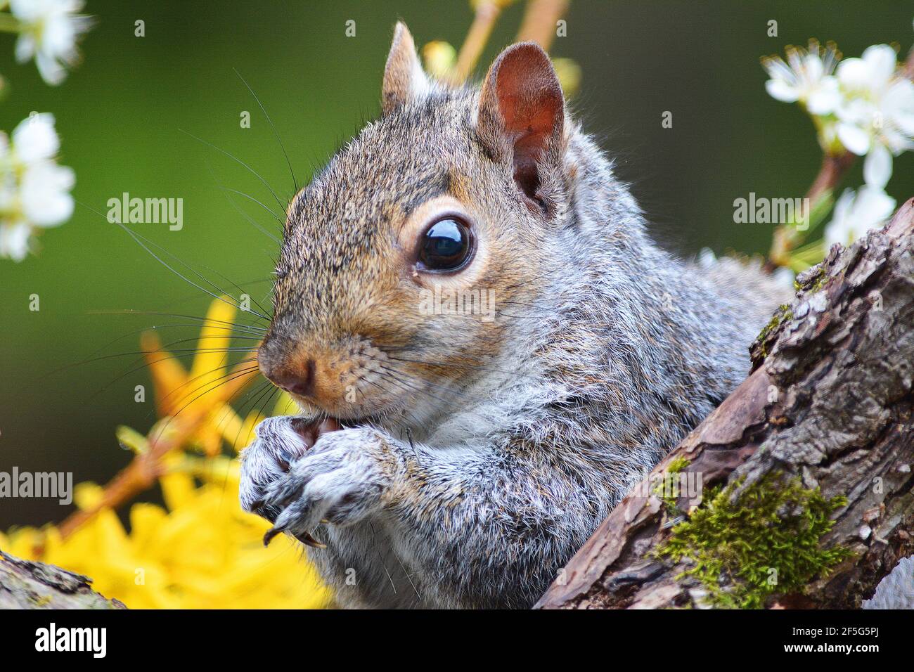 Is It Ok For My Dog To Eat A Squirrel