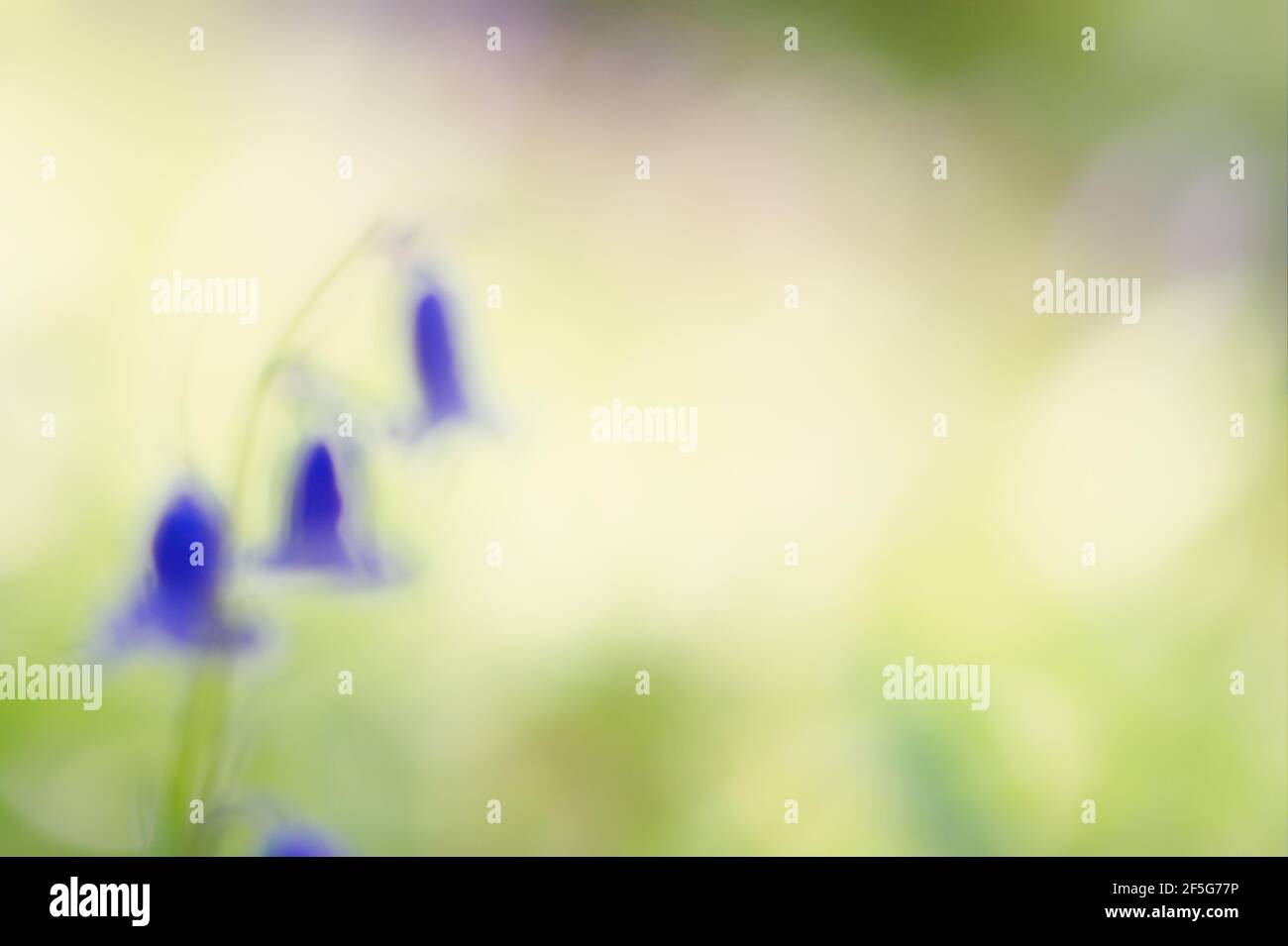 Abstract bluebell in forest hi-res stock photography and images - Alamy
