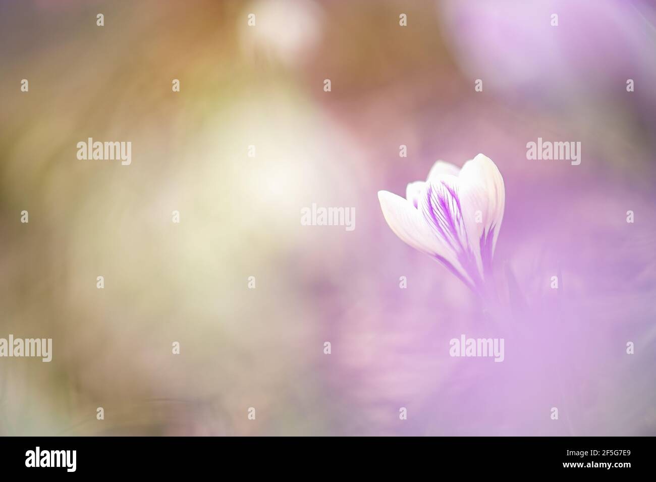 Single white and purple crocus flower on right of frame with brown and white blurred background with empty space. Stock Photo