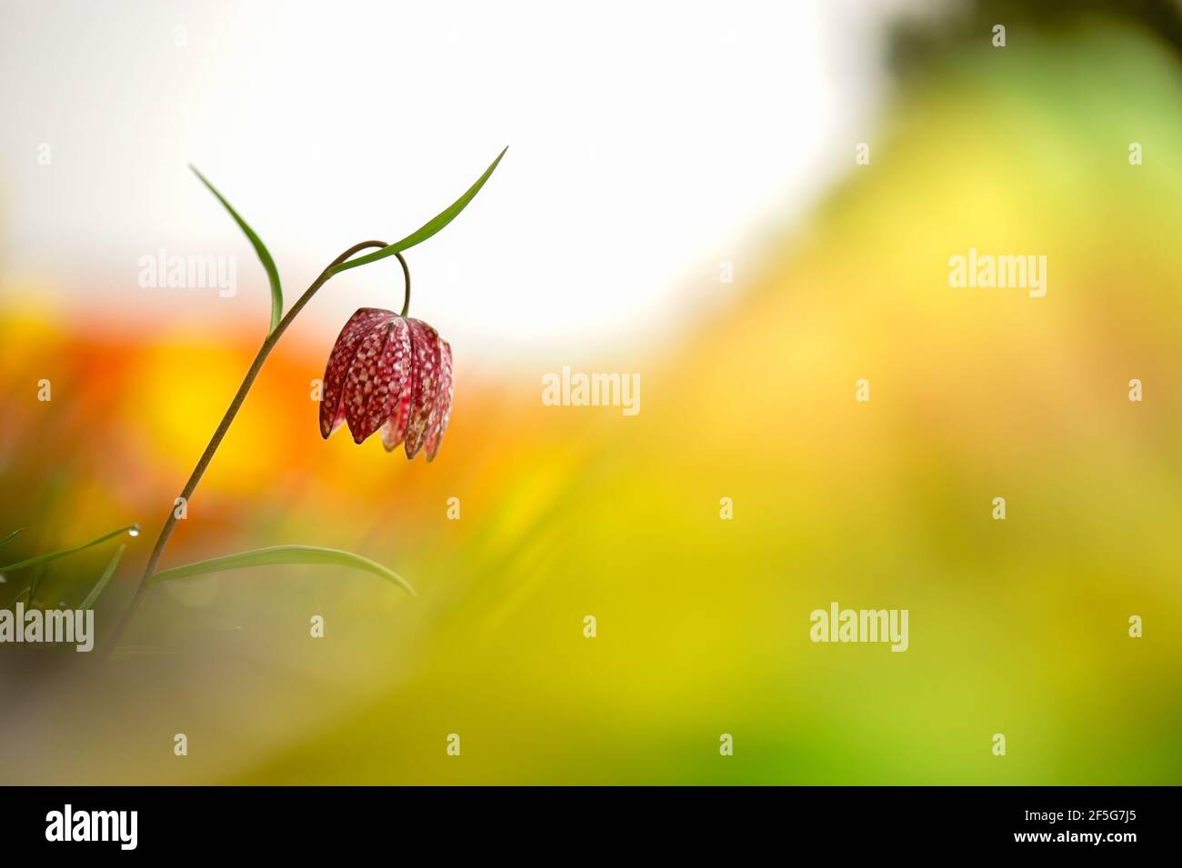 A single snake's head fritillary flower on left of frame with yellow and white blurred background. Stock Photo