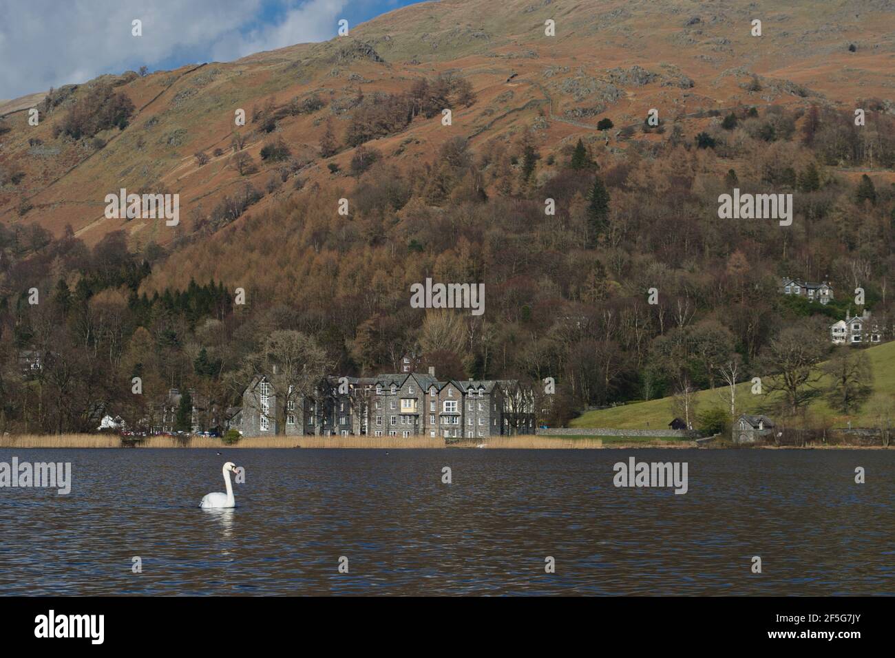 A sole white mute swan (cygnus olor) swimming alone in a mountain lake; grey stone building on the shore and winter trees on the wooded slopes Stock Photo