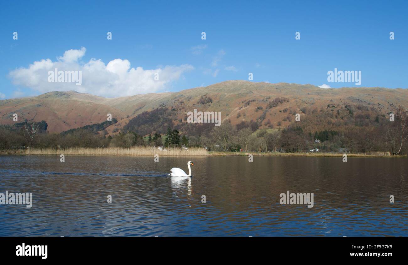 A sole white mute swan (cygnus olor) swimming alone in a mountain lake on a beautiful sunny winter (or spring) day. Bright blue skies above the winter Stock Photo