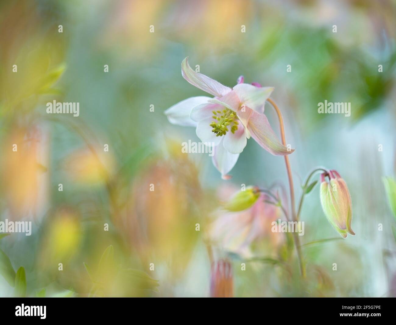 Close up of pink and white aquilegia vulgaris or columbine flower with buds, surrounded by beautiful blurred pastel shades background. Stock Photo