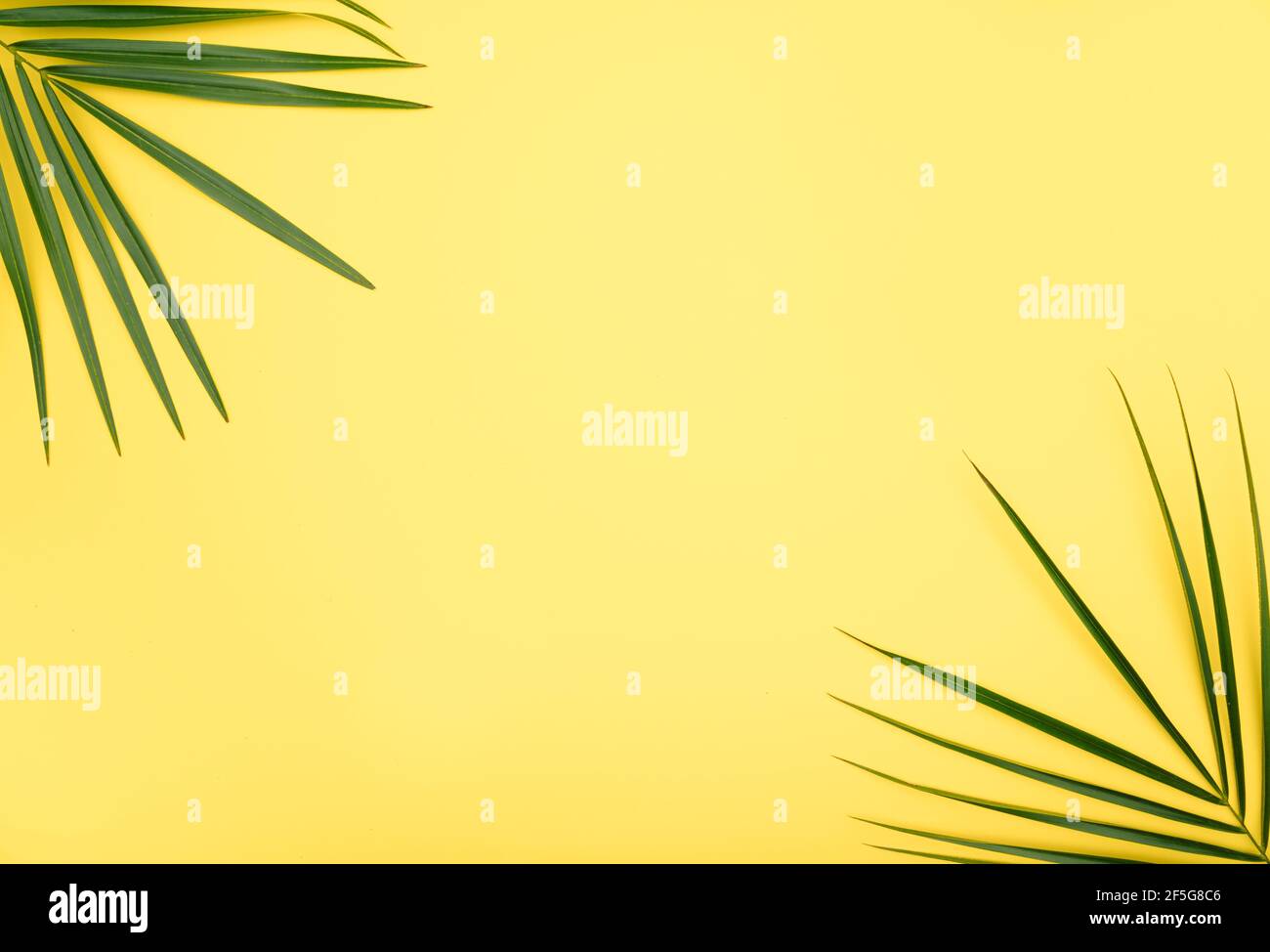 Frame from palm leaves on a yellow background. Tropical summer frame ...