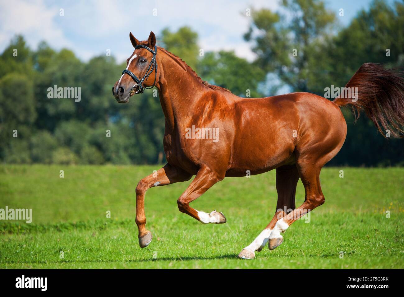 Hanoverian horse in a summer meadow Stock Photo