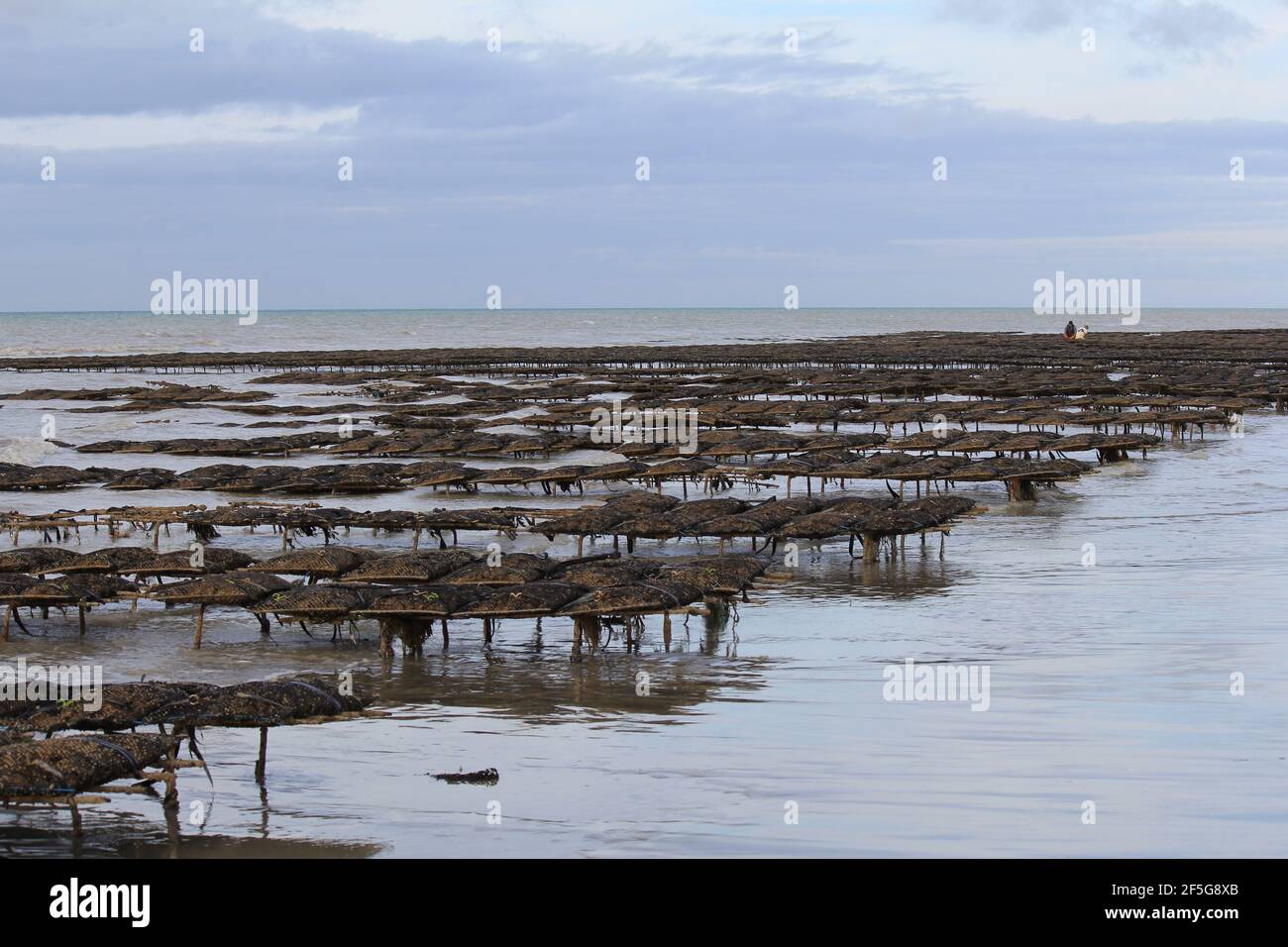 tables with oyster bags in the sea at the normandy coast in veules-les-roses with low tide Stock Photo